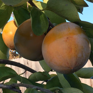 Meet your Posher, Peter